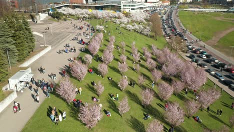 AERIAL:-Panoramic-View-of-People-Walking-Among-Cherry-Blossom-During-Its-Season-in-Vilnius-with-Cars-Driving-By