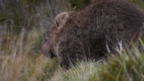 A-wombat-turns-to-sniff-and-continues-to-eat,-near-Cradle-mountain