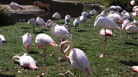 Slow-motion-shot-showing-group-of-exotic-Flamingos-resting-outdoors-on-grass-field-near-lake---hot-summer-day-in-swiss-zoo