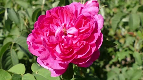 A-single-pink-rose-taken-at-a-botanical-garden-in-Southern-California,-USA