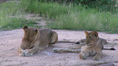 Young-African-Lions-Lying,-Observing-and-Grooming