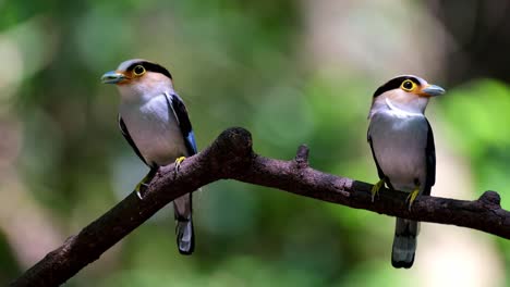 Two-individuals-perched-together-about-to-deliver-food-to-their-nestlings,-Silver-breasted-Broadbill,-Serilophus-lunatus,-Kaeng-Krachan-national-Park,-Thailand