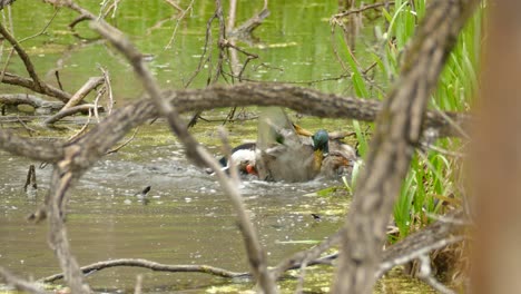 A-male-duck-protects-a-female-duck-from-another-male-duck