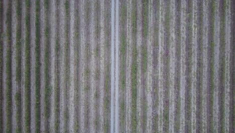 Bird's-Eye-View-Of-Rows-Of-Vines-At-The-Winery-In-The-Barossa-Valley,-Adelaide,-Australia---aerial-drone-shot