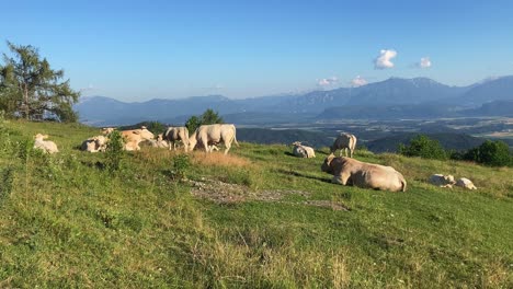 Vacas-Gordas-Pastando-Libremente-En-Un-Pasto-En-Las-Montañas