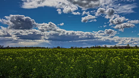 Bright-And-Cloudy-Sky-Over-Field-Of-Yellow-Rapeseed-Flowering-Plant-During-Spring-Season