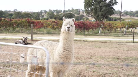 Furry-White-Llama-Standing-Behind-Farm-Fence