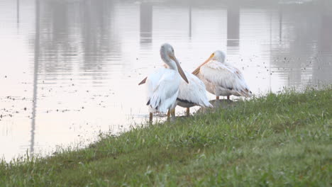 Dies-Ist-Ein-Video-Von-Mehreren-Pelikanen,-Die-Sich-Während-Des-Winterzugs-Ausruhen