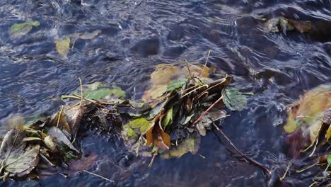 Klarer-Bach-Mit-Herbstblättern-Im-Wasser