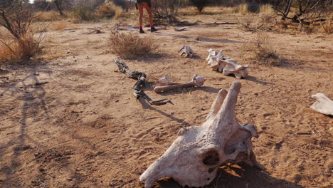Female---safari-guide-inspecting-giraffe-skeleton-remains