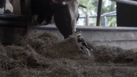Braune-Und-Weiße-Kuh-Frisst-Heu,-Während-Niedliche-Kätzchen-Auf-Einem-Bio-Bauernhof-In-Den-Niederlanden-Spielen
