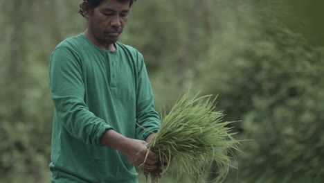 Philippinischer-Bauer-Bereitet-Sich-Darauf-Vor,-Reis-Anzupflanzen