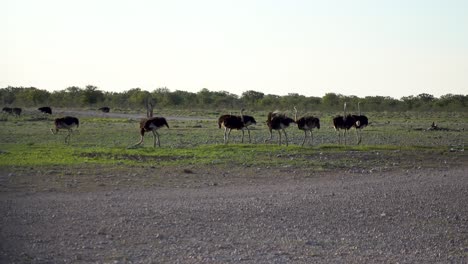 Wideshot-of-Wild-African-Multiple-Ostriches-Walking-and-Eating,-during-Sunset