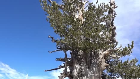 The-Wally-Waldron-Tree,-a-1500-year-old-tree,-sitting-just-below-the-summit-of-Mt-Baden-Powell-in-southern-California