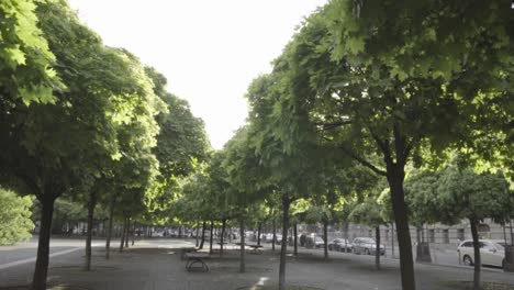 Zeitlupe:-Grüne-Blätter-Von-Ahornbäumen-Bewegen-Sich-Auf-Dem-Gendarmenmarkt-In-Berlin