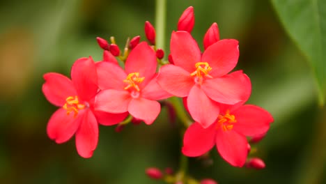 Cluster-of-deep-pink-Spicy-Jatropha-Integerrima-flowers-with-yellow-stamens-slowly-jiggle-on-the-gentle-breeze-against-a-dark-green-background,-shallow-focus
