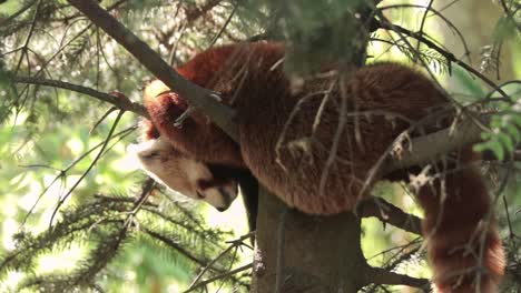 Roter-Panda-Schläft-Im-Wald