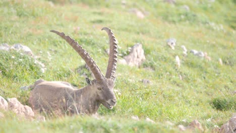 MEDIUM-SHOT-Alpine-ibex-chewing-grass-in-Schneibstein-Austria-on-a-cold-sunny-morning