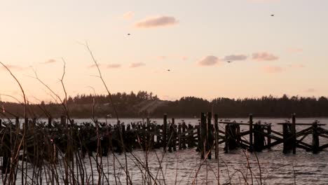 Seagulls-flying-over-a-old-boat-dock-at-sunset