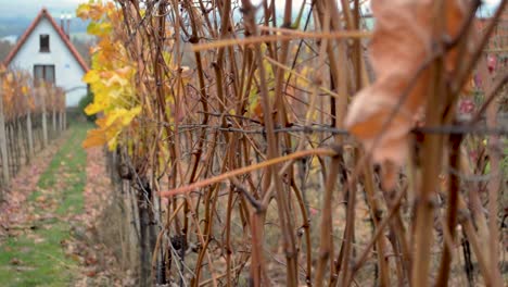 Vineyard-in-the-Autumn
