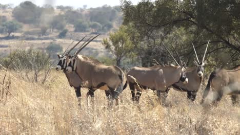 Gemsbock-Oder-Bekannt-Als-Oryx,-Der-Im-Afrikanischen-Busch-Steht