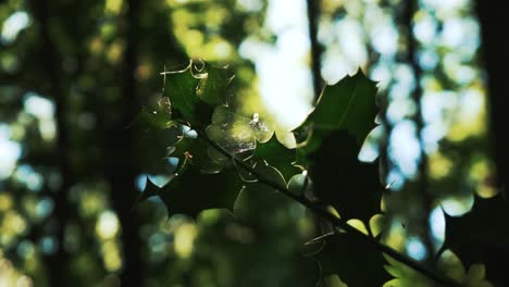 Nahaufnahme-Von-Immergrünen-Blättern,-Die-Mit-Spinnweben-Bedeckt-Sind