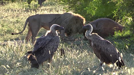 Lion-Feeding-on-Hippo-Kill-While-Vultures-Wait-in-Foreground