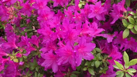 Rhododendron-Blühende-Sträucher,-Bäume,-Büsche-In-Voller-Blüte-Im-Frühjahr