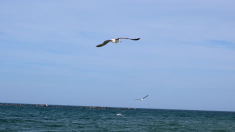Wide-shot-of-seagull-shaking-her-body-while-flying-over-the-water