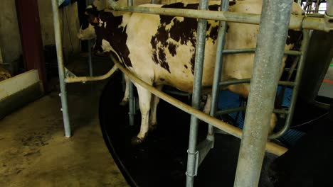 Cow's-in-the-Milking-System