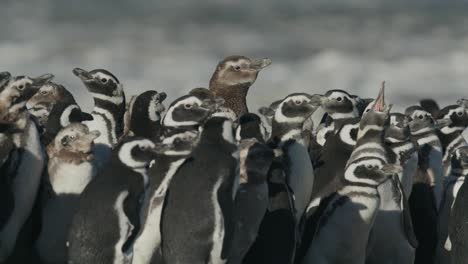 Pinguine-Schütteln-Zusammengedrängt-Den-Kopf