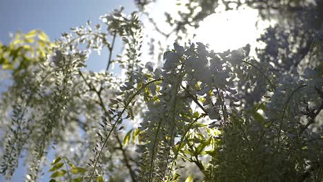 Sun-shines-through-the-blooming-flowers-of-white-wisteria-while-busy-insects-fly-around-and-collect-nectar