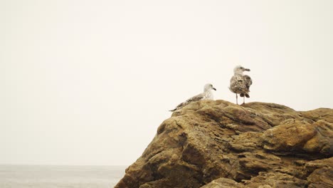 Seagulls-in-top-of-rocks-in-Matosinhos-Beach,-Porto,-Portugal