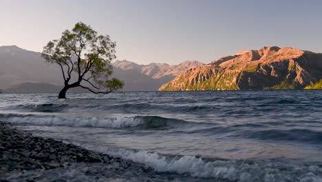 Low-angle-of-Wanaka-Tree-with-mountains-in-the-Background,-lit-by-the-Sunrise,-New-Zealand-most-famous-tree