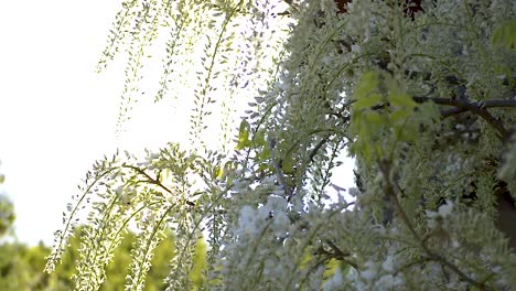 Sun-shines-behind-blooming-white-wisteria-flowers-while-insects-and-bees-pollinate-them