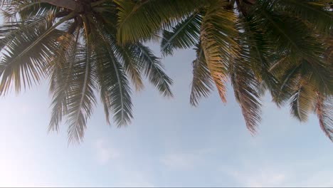 Palmblätter-Bei-Sonnenuntergang