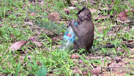 Baby-Macaque-Monkey-Playing-with-Single-Use-Plastic-Bottle