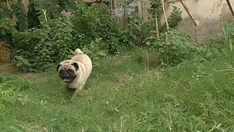 Pug-puppy-running-in-garden-and-peeking-out-of-window-of-a-car-happily-traveling-with-his-owner's