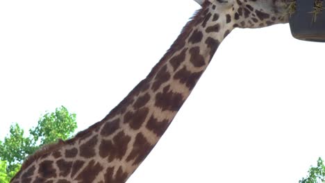 Nahaufnahme-Einer-Giraffe,-Die-In-Der-Sonne-Grast