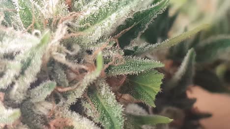 Medizinische-Cannabispflanze-Auf-Dem-Tisch