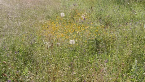 Wilde-Blumen-Und-Gräser-Auf-Dem-Feld