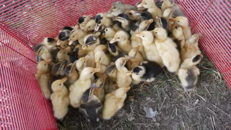 Newly-hatched-small-water-ducks