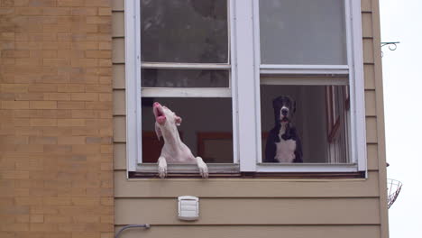 Zwei-Hunde-Bellen,-Während-Sie-Ihre-Köpfe-Aus-Dem-Fenster-Einer-Wohnung-Strecken