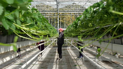 Season-workers-working-in-strawberry-greenhouse