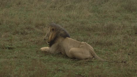 Blick-Auf-Die-Tierwelt-Auf-Einer-Safari-Im-Nairobi-Nationalpark-In-Kenia