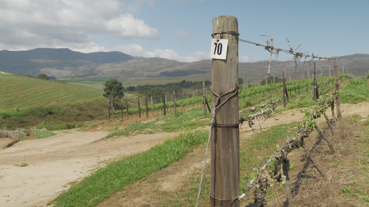 Premium stock video - Windy conditions in vineyards on farm, cloudy skies