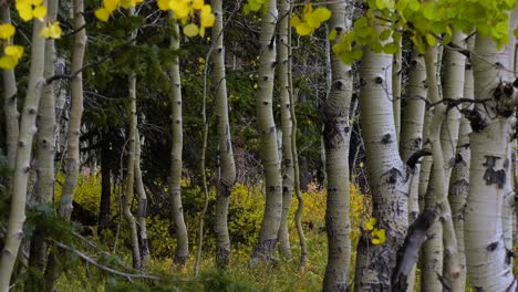 Aspen-trees-during-the-fall-in-a-breeze