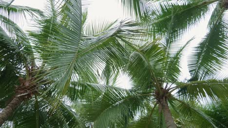 Beautiful-tropical-palm-trees-low-angle-view-with-rotation-on-vacation