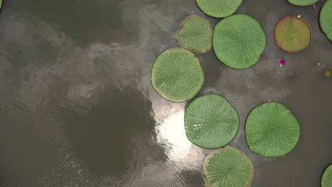 Aerial-shot-of-a-pond-in-Asia-with-waterlilies,-an-elevated-walkway-over-the-water-and-reflections-of-the-sky