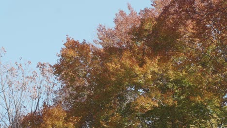 Bäume-Entlang-Des-Wissahickon-Creek-Im-Herbst